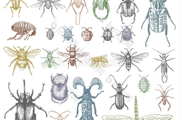 一大套昆虫，虫子，甲虫和蜜蜂，许多物种在老式的旧手绘风格雕刻插图木刻