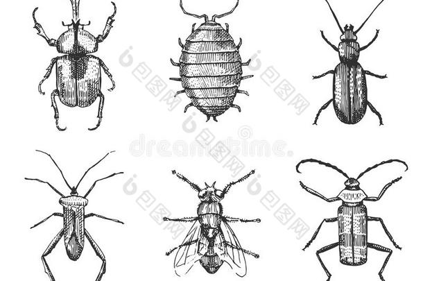 一大套昆虫，<strong>虫子</strong>，甲虫<strong>和</strong>蜜蜂，许多物种在老式的旧手绘风格雕刻插图木刻