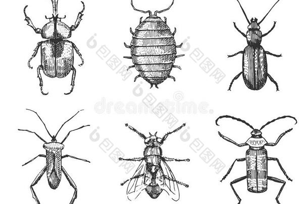 一大套<strong>昆虫</strong>，虫子，甲虫和蜜蜂，许多物种在老式的旧<strong>手绘</strong>风格雕刻插图木刻
