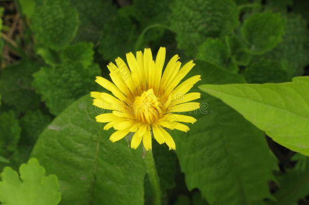 蒲公英花开花框架<strong>林间</strong>空地