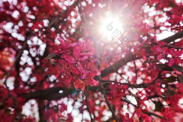 美丽的枝头开着粉红色的花