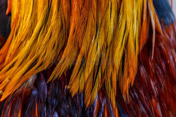 五颜六色的羽毛，鸡羽毛的背景纹理
