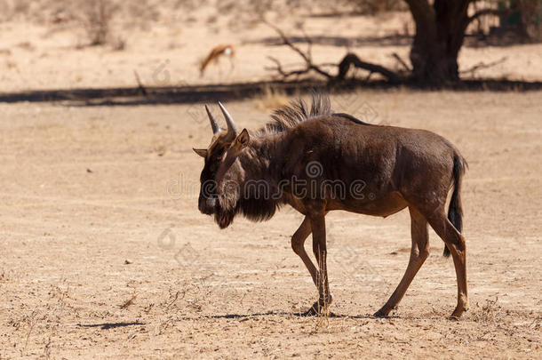 在卡拉哈里沙漠，非洲<strong>野生动物野生动物</strong>的角马