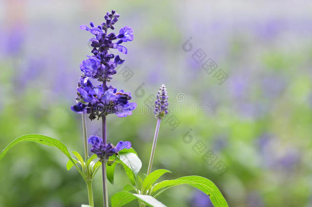 盛开的蓝色号角杂草Ajuga