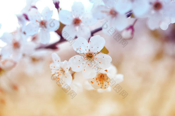 樱桃枝上开着白色美丽的花，开着早期的太阳泉