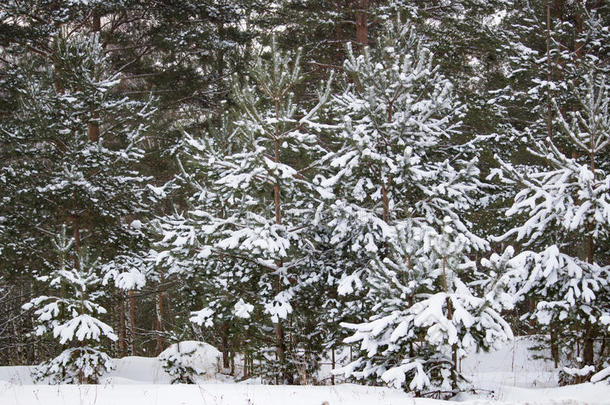 冬季雪下云杉的分支。 新年