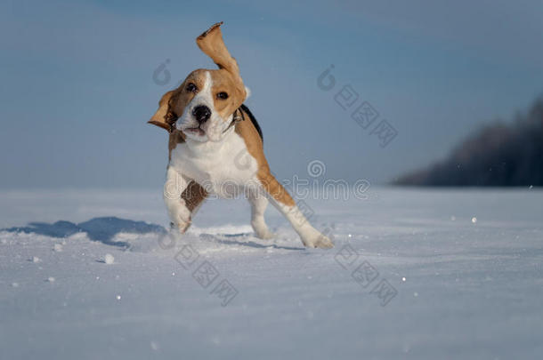 比格犬在雪地里奔跑