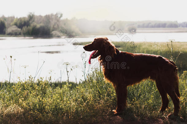 <strong>夏夜</strong>森林犬中的爱尔兰红猎犬