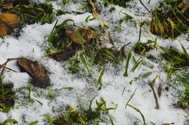 绿色的草冲破了雪