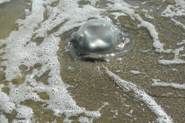 海滩泡沫水母谎言海洋