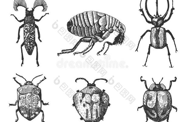 一大套<strong>昆虫</strong>，虫子，甲虫和蜜蜂，许多物种在老式的旧<strong>手绘</strong>风格雕刻插图木刻