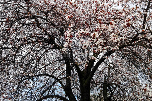 一棵树的枝条在开花-春天的季节开花