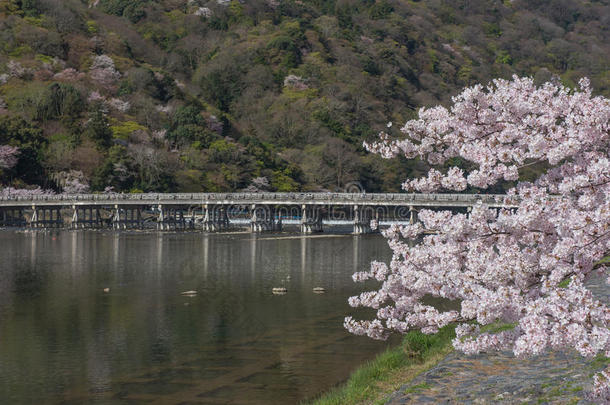 <strong>樱花</strong>，阿拉山春天，<strong>京都</strong>，日本