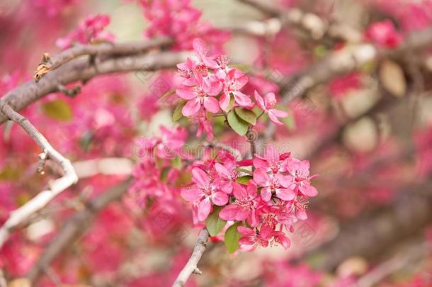 美丽的枝头开着粉红色的花