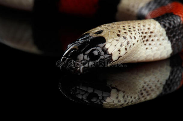 坎贝尔`的牛奶蛇，兰普罗佩蒂斯三角伞，孤立在黑色背景