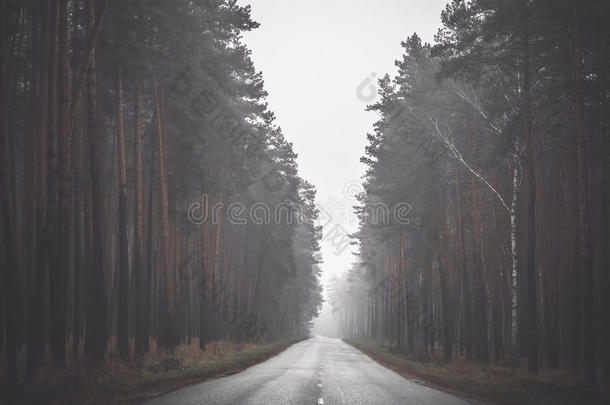 空旷的沥青曲线路在<strong>雾天</strong>的树林里。 色调的照片