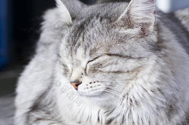 美丽西伯利亚猫，银色版成人