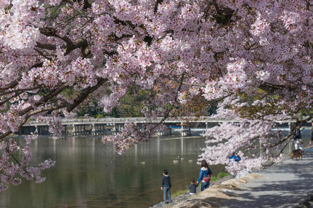 樱花，阿拉山春天，京都，日本