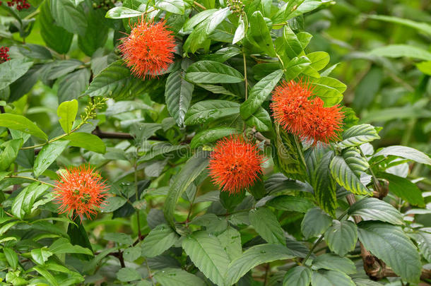 在SI的花园里，河布什的特写照片