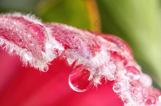 一波奢华的粉红色花瓣在自然的背景下移动。