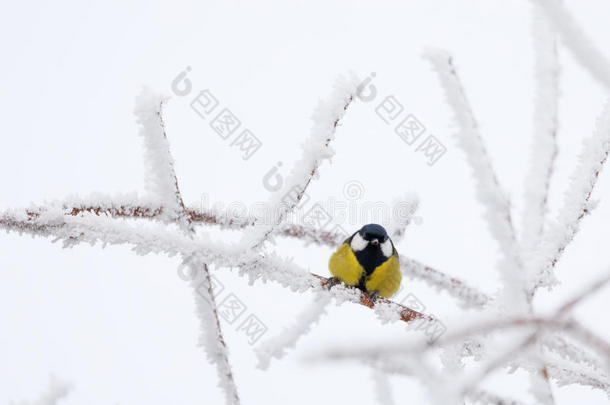 美丽的小鸟在冬天的大乳头