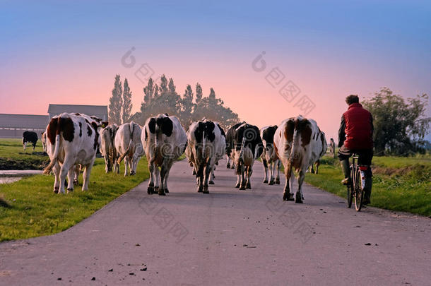 农民在荷兰日落时把他的牛<strong>带回</strong>马厩