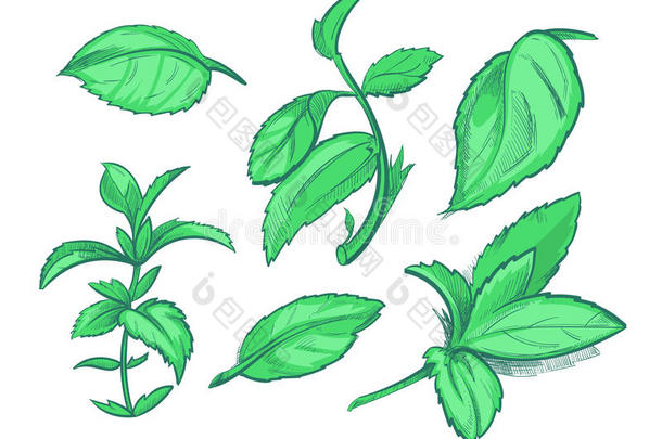 绿色薄荷叶，薄荷醇，香气薄荷手绘矢量插图