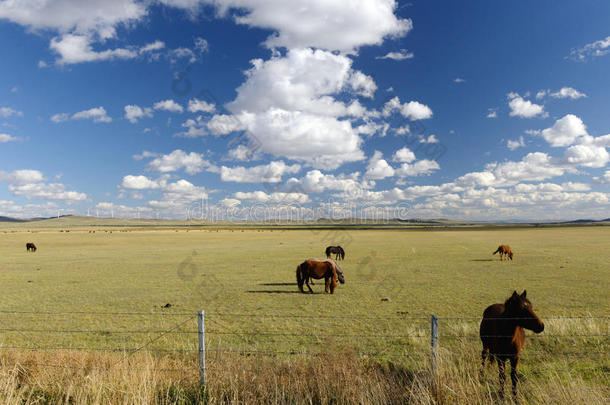 内蒙古草原和农马