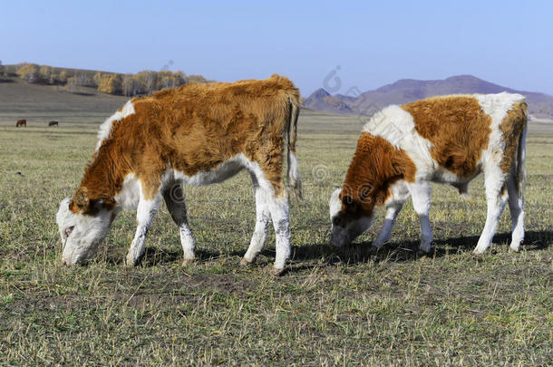内蒙古草原农场动物