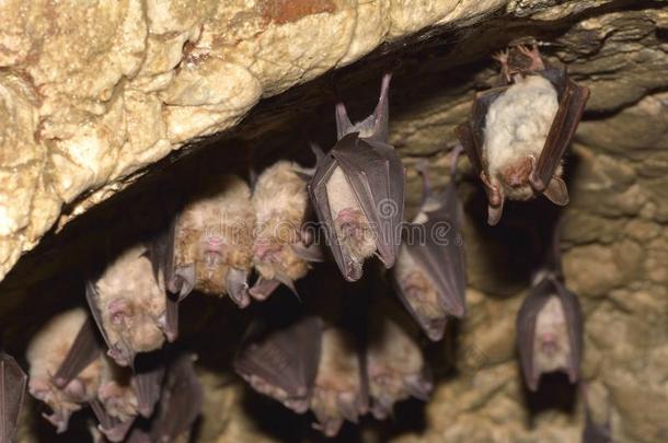 洞穴中睡觉的蝙蝠群-较小的老鼠耳蝠、苔藓虫和犀牛河马-较小的马蹄蝠。