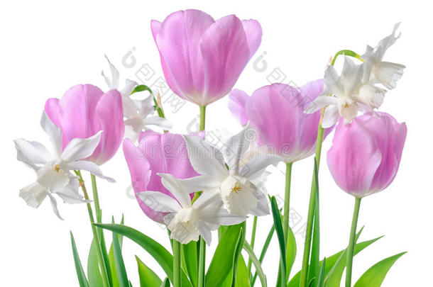 美丽的春天白色，粉红色的水仙花和郁金香花隔离