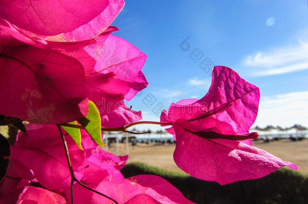 背景：蓝天、粉色花朵和大海