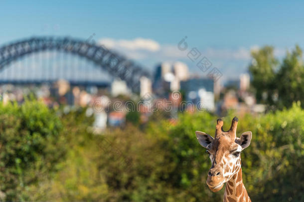 可爱的长颈鹿与<strong>悉尼海港大桥</strong>的背景