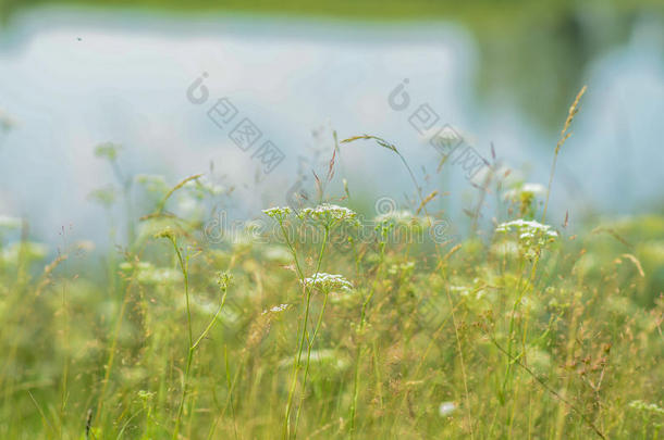绿草草草地在白色的背景下，夏天的景观与在a的水