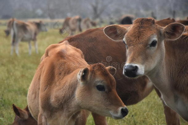 牧场畜栏里的奶牛。