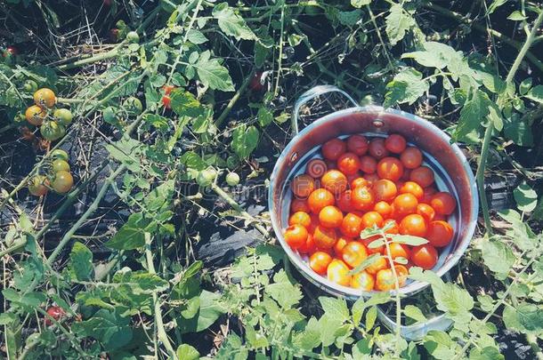 花园番茄收获