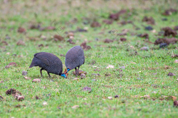 Guineafowl或NumidaMeleagris