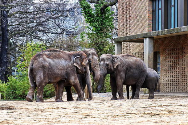 大象家族，马赛马拉自然保护区，肯尼亚，非洲