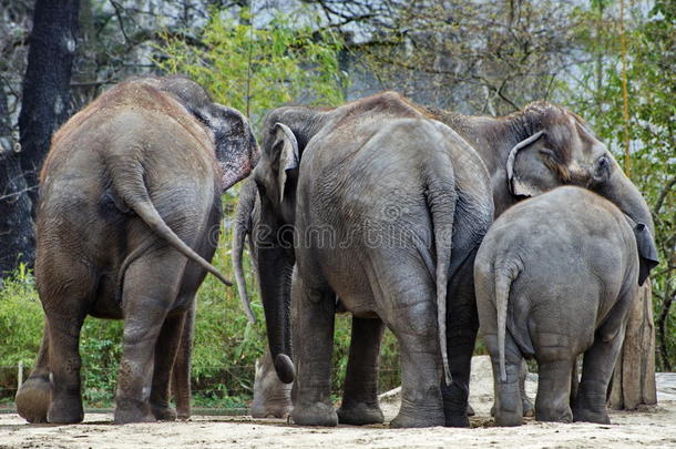 大象家族，马赛马拉自然保护区，肯尼亚，非洲