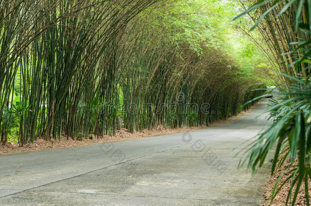 亚洲亚洲的背景<strong>竹子</strong>分支