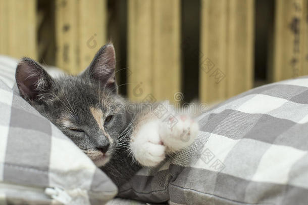 迷人的小猫正在靠近WA的柔软枕头之间睡觉