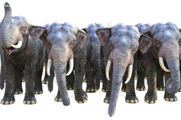大象，大象，牛群，野生动物，与世隔绝