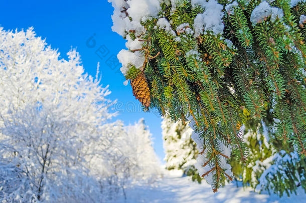 杉杉松柏松枝雪林树霜天