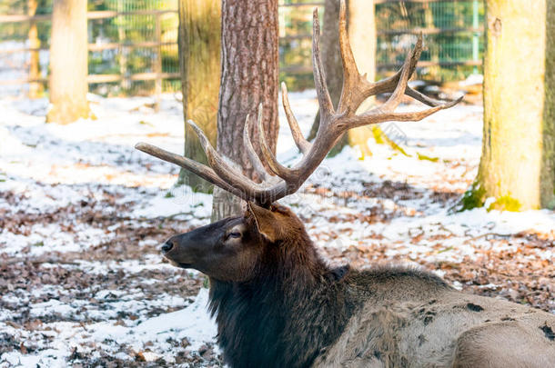 鹿在<strong>秋冬</strong>季节，有棕色的叶子，雪和模糊的<strong>背景</strong>