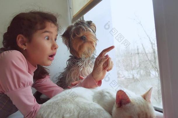 女孩十几岁，宠物猫和狗看着窗外的宠物，猫睡觉