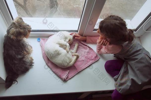女孩十几岁，宠物猫和狗一只宠物看着窗外，猫睡觉