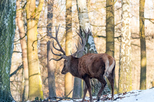 鹿在<strong>秋冬季</strong>节，有棕色的叶子，雪和模糊的背景