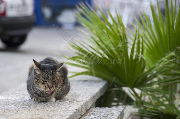 流浪猫在街上