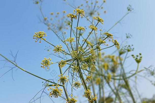 茴香花