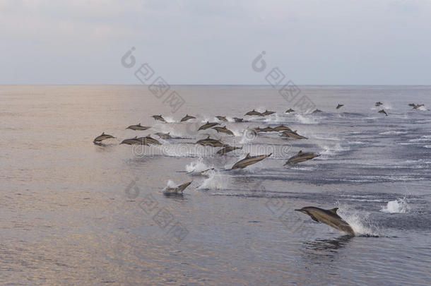 海豚在日落时追逐一群鱼。